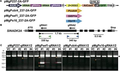 Efficient Multiplex Genome Editing Induces Precise, and Self-Ligated Type Mutations in Tomato Plants
